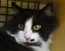 [picture of Puff, a Domestic Long Hair black/white tuxedo cat]