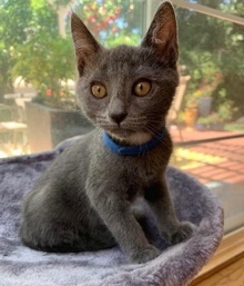 [another picture of Bubba, a Russian Blue Mix blue\ cat] 