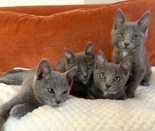 [picture of Bubba, a Russian Blue Mix blue cat]