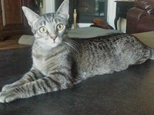 [another picture of Irena, a Abyssinian-x tick tabby\ cat] 