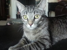 [picture of Irena, a Abyssinian-x tick tabby\ cat] 