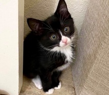 [picture of Eleanor, a Domestic Short Hair black//white tuxedo\ cat] 