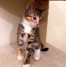 [picture of Olivia AKA Pikachu, a Domestic Short Hair calico\ cat] 