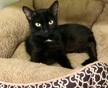 [another picture of Sugartoes, a Domestic Short Hair black/white\ cat] 