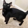 [picture of Sugartoes, a Domestic Short Hair black/white cat]