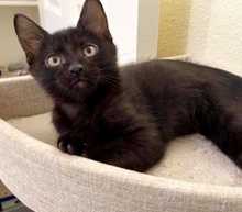 [picture of Wick, a Domestic Medium Hair black cat]