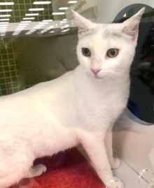 [another picture of Luna Lu, a Turkish Van Mix white/gray\ cat] 