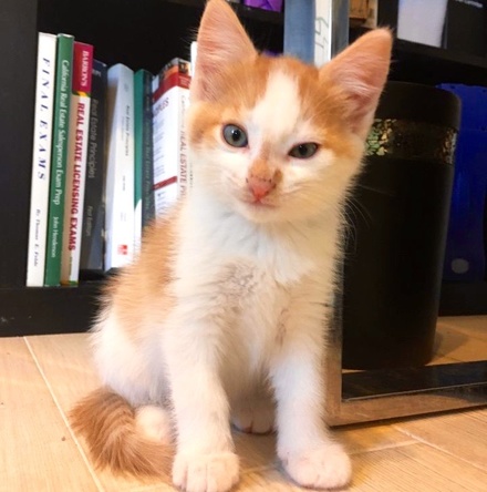 [picture of Vidar, a Domestic Short Hair orange/white cat]