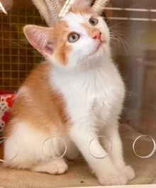 [picture of Vidar, a Domestic Short Hair orange/white\ cat] 