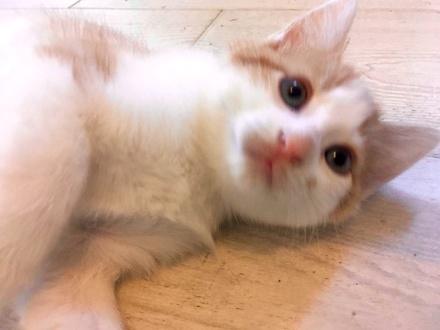 [picture of Embla, a Domestic Short Hair orange/white cat]