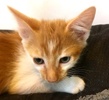 [picture of Asgard, a Domestic Short Hair orange cat]