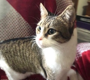[picture of Coralie, a Domestic Short Hair brown tabby/white\ cat] 
