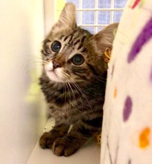 [another picture of Dartanyon, a Domestic Medium Hair brow  tabby\ cat] 