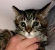 [picture of Dartanyon, a Domestic Medium Hair brow  tabby cat]