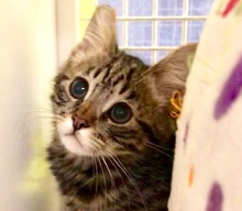 [picture of Dartanyon, a Domestic Medium Hair brow  tabby\ cat] 