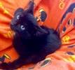 [picture of Bumba, a Domestic Short Hair black cat]