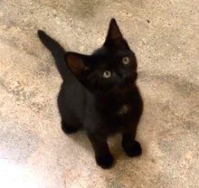 [picture of Bumba, a Domestic Short Hair black cat]