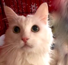 [picture of Princess, a Maine Coon-x white cat]