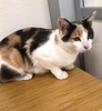 [picture of Misty, a Domestic Short Hair dilute calico cat]
