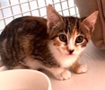 [picture of Valerie, a Domestic Short Hair calico cat]