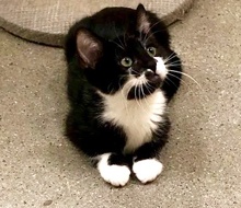 [another picture of Smarty, a Domestic Short Hair black//white tuxedo\ cat] 