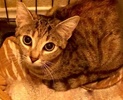 [picture of Burgundy Rose, a Domestic Short Hair brown torbie cat]
