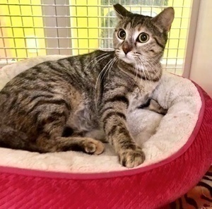 [picture of Silverbell, a Domestic Short Hair brown tabby\ cat] 