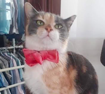 [picture of Isis, a Domestic Short Hair dilute calico\ cat] 