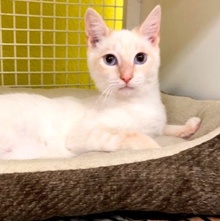 [picture of Luyo, a Siamese Mix flame point\ cat] 
