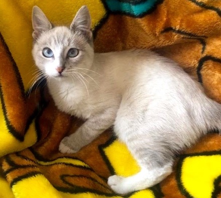 [picture of Danyo, a Siamese Mix lynx point\ cat] 