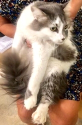 [picture of Brisby, a Maine Coon-x gray/white cat]