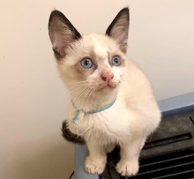 [picture of Ryze, a Siamese Mix snowshoe\ cat] 