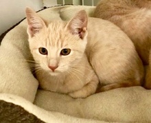 [picture of Newee, a Domestic Short Hair dilute orange\ cat] 