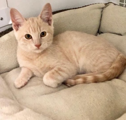 [picture of Waba, a Domestic Short Hair dilute orange\ cat] 