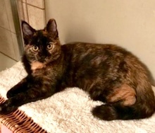 [picture of Diana, a Domestic Short Hair tortie\ cat] 