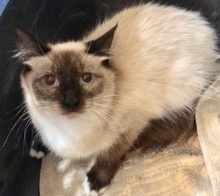 [another picture of Lace, a Ragdoll Mix seal point/snowshoe\ cat] 