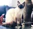 [picture of Lace, a Ragdoll Mix seal point/snowshoe cat]