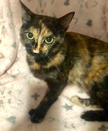 [picture of Savii, a Hemingway Polydactyl tortie cat]