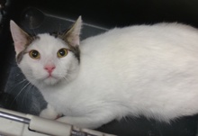 [another picture of Athos, a Turkish Van white with gray tabby\ cat] 