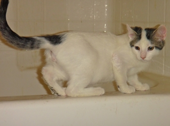 [picture of Athos, a Turkish Van white with gray tabby cat]