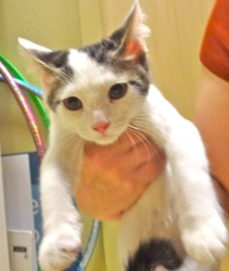 [picture of Athos, a Turkish Van white with gray tabby cat]