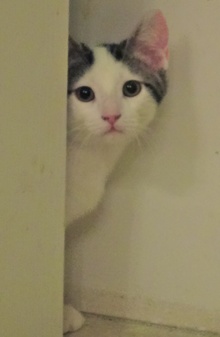 [picture of Athos, a Turkish Van white with gray tabby cat]