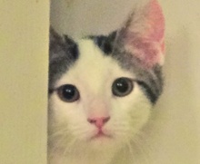 [picture of Athos, a Turkish Van white with gray tabby\ cat] 