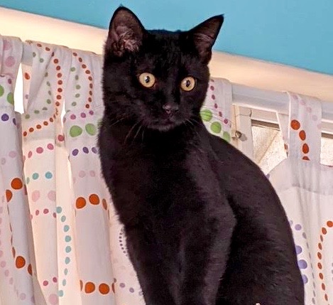 [picture of Maisey, a Domestic Short Hair black\ cat] 