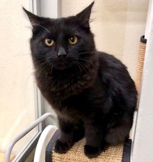 [another picture of Fae, a Domestic Long Hair black\ cat] 