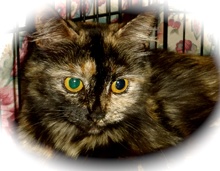 [another picture of Zandora, a Domestic Medium Hair tortie\ cat] 