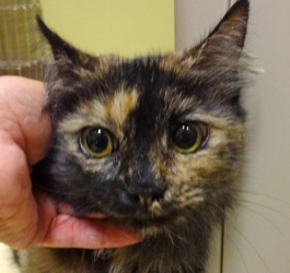 [picture of Zandora, a Domestic Medium Hair tortie cat]