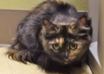 [picture of Zandora, a Domestic Medium Hair tortie cat]