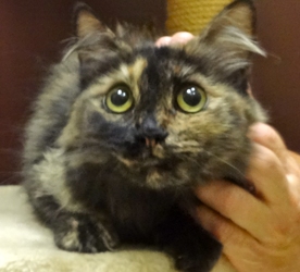 [picture of Zandora, a Domestic Medium Hair tortie cat]