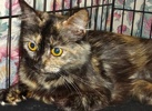 [picture of Zandora, a Domestic Medium Hair tortie cat]